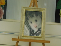 石岡市ダルメシアンハムスター・すかいちゃん