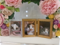 水戸市愛猫華ちゃん