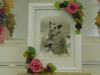 ひたちなか市ゴールデンハムスター・トムちゃん