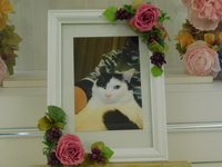 鉾田市愛猫黒丸ちゃん