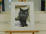 ひたちなか市愛猫メイちゃん