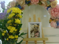 水戸市愛猫チャコちゃん