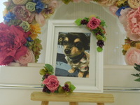 大子町愛犬ちっぷちゃん