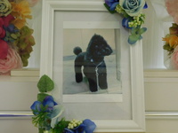 水戸市愛犬ブラッキーちゃん