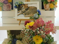 常陸大宮市愛猫キキちゃん