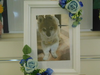 水戸市愛犬チョコちゃん