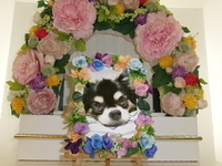 ひたちなか市愛猫のあちゃん