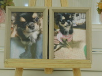 水戸市愛犬さくらちゃん