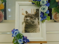 水戸市愛猫トトちゃん