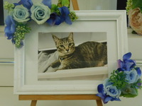 水戸市愛猫アムちゃん