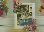 笠間市チンチラ・チン太ちゃん