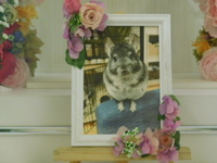 笠間市チンチラ・チン太ちゃん