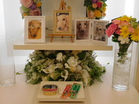 水戸市愛犬サスケちゃん