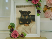 ひたちなか市愛犬マロンちゃん