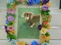 日立市愛犬チャミちゃん