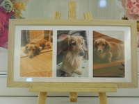 ひたちなか市愛犬カリンちゃん