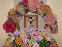 日立市愛犬ししまるちゃん