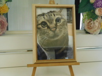 ひたちなか市愛猫クッキーちゃん