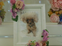 日立市愛犬とまとちゃん