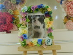 鉾田市愛猫はなちゃん