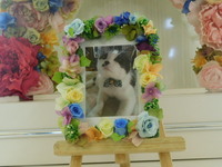 水戸市愛猫たぼちゃん