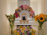 水戸市愛犬マロンちゃん