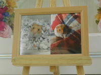 北茨城市ゴールデンハムスター・ダイキチちゃん