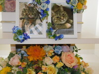 水戸市愛猫ミルちゃん