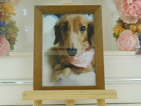 水戸市愛犬キャンディちゃん