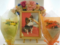 水戸市愛犬ベリーちゃん