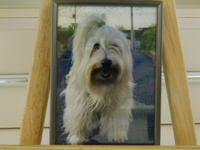 水戸市愛犬ロゼットちゃん