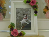 水戸市愛犬アロンちゃん