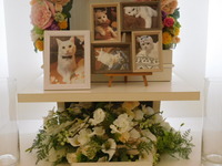 日立市愛猫にゃんちゃん