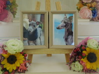 水戸市愛犬ZEROちゃん