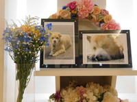 高萩市愛犬リキちゃん