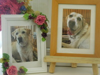 水戸市愛犬カイちゃん