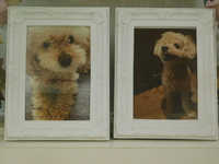 水戸市愛犬クッキーちゃん