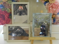 常陸大宮市愛犬ベルちゃん