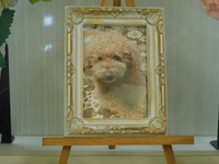 常陸大宮市愛犬ちゃこちゃん