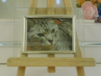 水戸市愛猫チビちゃん