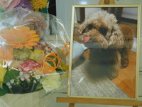 水戸市愛犬ぴーすちゃん