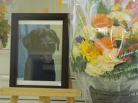 笠間市愛犬ゾロちゃん