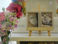 那珂市愛犬こまち♡ちゃん