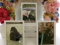 石岡市愛犬キャンディちゃん