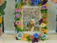 水戸市フェレットすぅちゃん