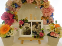 水戸市愛兎かりんとう（かん）ちゃん