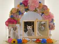 水戸市愛猫みーちゃん