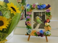 水戸市セキセイインコ・フッキーちゃん