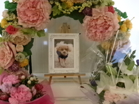 那珂市愛犬サクラちゃん