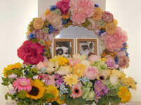 大洗町愛犬ヨンヨンちゃん